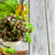 Green salad background stock photo © Karaidel