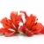 kettő · piros · liliom · izolált · fehér · virág - stock fotó © karandaev
