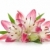 három · rózsaszín · liliom · izolált · fehér · tavasz - stock fotó © karandaev