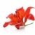 piros · liliom · izolált · fehér · virág · tavasz - stock fotó © karandaev