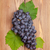 Bunch of red grapes stock photo © karandaev