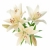 fehér · liliom · virágcsokor · izolált · virág · tavasz - stock fotó © karandaev
