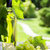 vino · blanco · uvas · botella · de · vino · blanco · vid · jardín - foto stock © karandaev