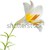 tre · bianco · giglio · isolato · fiore · primavera - foto d'archivio © karandaev
