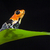 poison frog stock photo © kikkerdirk