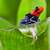 ダーツ · カエル · 毒 · 矢印 · アマゾン · 雨林 - ストックフォト © kikkerdirk