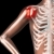 Homme · squelette · douleur · à · l'épaule · rendu · 3d · médicaux · intérieur - photo stock © kjpargeter