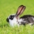 tavşan · beyaz · gri · yeşil · çayır · saç - stok fotoğraf © kokimk