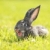 tavşan · karanlık · gri · saç · alan · çiftlik - stok fotoğraf © kokimk