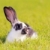 tavşan · çayır · beyaz · gri · yeşil · saç - stok fotoğraf © kokimk