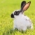 tavşan · beyaz · gri · yeşil · çayır · saç - stok fotoğraf © kokimk