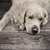 vriendelijk · hond · wachten · meester · drukke · portret - stockfoto © konradbak