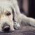 triest · ogen · groot · witte · hond · licht - stockfoto © konradbak