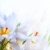 arte · hermosa · primavera · blanco · azafrán · flores - foto stock © Konstanttin