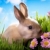 復活節 · 嬰兒 · 兔 · 綠草 · 春天的花朵 · 花 - 商業照片 © Konstanttin