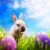 Little Easter bunny and Easter eggs on green grass  stock photo © Konstanttin