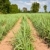 cukier · trzcinowy · dziedzinie · wzrostu · starych · trawy · krajobraz - zdjęcia stock © koratmember