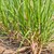 cukier · trzcinowy · dziedzinie · wcześnie · wzrostu · trawy · krajobraz - zdjęcia stock © koratmember