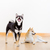 Two shiba inu dog at home stock photo © leungchopan