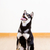 Shiba inu dog stock photo © leungchopan