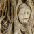 Buddha head in old tree stock photo © leungchopan