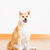 Japanese Shiba Inu dog stock photo © leungchopan