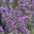 薰衣草 · 花 · 綠色 · 植物 · 歐洲 · 紫色 - 商業照片 © LianeM