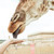 girafă · mână · vedere · femeie · grădină · zoologică · animal - imagine de stoc © LightFieldStudios