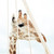 girafă · vedere · frumos · cer · grădină · zoologică - imagine de stoc © LightFieldStudios