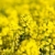 printemps · herbe · fond · été · domaine · ferme - photo stock © lightpoet