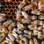 macro · tiro · abelhas · favo · de · mel · jardim · quadro - foto stock © lightpoet