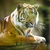 Closeup of a Siberian tiger also know as Amur tiger stock photo © lightpoet