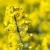 printemps · herbe · fond · été · domaine · ferme - photo stock © lightpoet