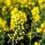 herbe · fond · été · domaine · ferme · pétrolières - photo stock © lightpoet