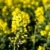 herbe · fond · été · domaine · ferme · pétrolières - photo stock © lightpoet