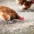 tavuk · ev · yumurta · çiftlik · kırmızı - stok fotoğraf © lightpoet