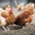 tavuk · ev · yumurta · çiftlik · kırmızı - stok fotoğraf © lightpoet