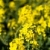 printemps · herbe · fond · été · domaine · ferme - photo stock © lightpoet