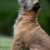 Border Terrier  stock photo © lightpoet