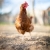 galinha · olho · natureza · frango · fazenda - foto stock © lightpoet