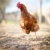 primo · piano · gallina · occhi · natura · pollo · farm - foto d'archivio © lightpoet