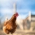 primer · plano · gallina · ojo · naturaleza · pollo · granja - foto stock © lightpoet
