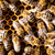 macro · shot · albine · fagure · de · miere · grădină · cadru - imagine de stoc © lightpoet
