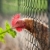 tyúk · természet · tojás · tyúk · farm · piros - stock fotó © lightpoet