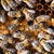 macro · tiro · abelhas · favo · de · mel · jardim · quadro - foto stock © lightpoet