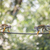 mókus · majom · sekély · mélységélesség · erdő · szemek - stock fotó © lightpoet