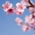 güzel · bahar · çiçekleri · mavi · gökyüzü · renkli · taze · çiçekler - stok fotoğraf © lithian