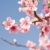 bahar · kiraz · çiçekler · güneş · renkli - stok fotoğraf © lithian