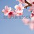 güzel · bahar · çiçekleri · mavi · gökyüzü · renkli · taze · çiçekler - stok fotoğraf © lithian