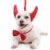 Teufel · Hund · weiß · rot · Hörner - stock foto © lovleah